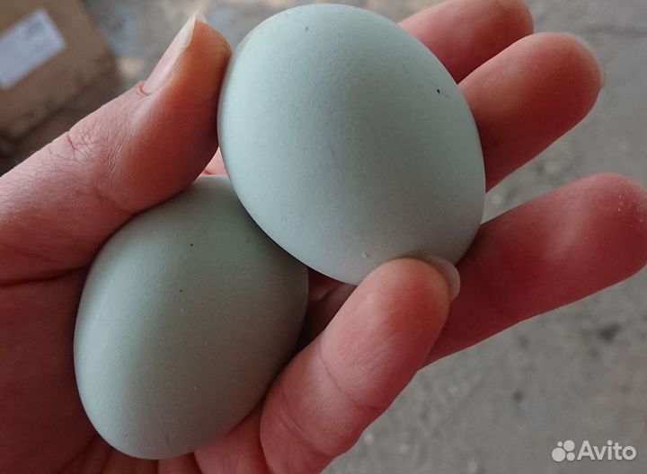 Цыплята Легбар кремовый