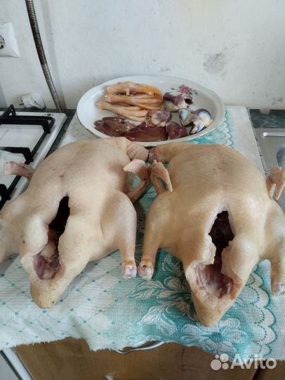 Домашние мясо утки, индейки