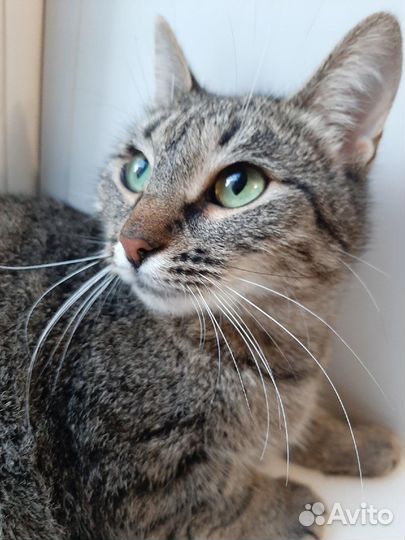 Зеленоглазка прикольного ежового окраса в дар