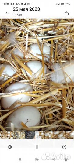 Инкубационные яйцо индоутки