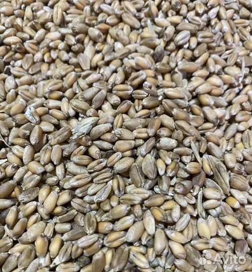 Зерно пшеница