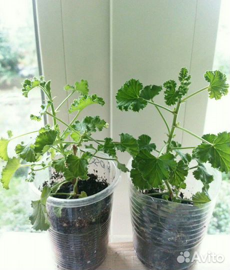 Пеларгонии душистые сортовые