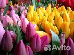 Тюльпаны к 8 марта