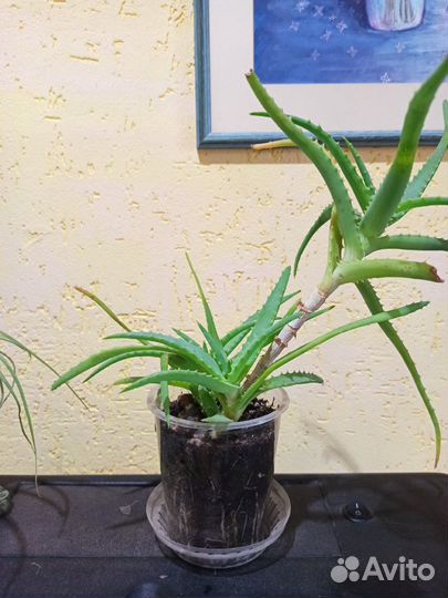 Комнатные растения