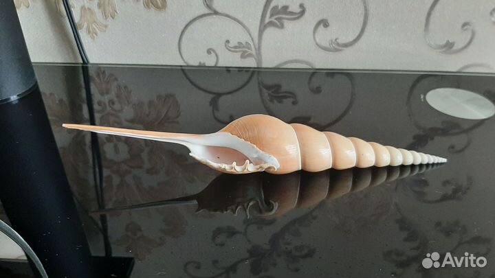 Раковины морские