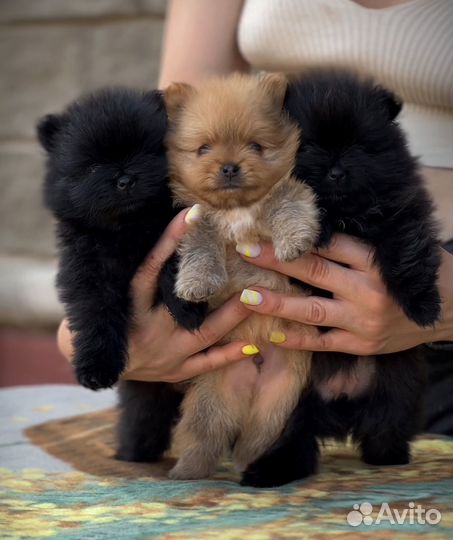 Померанский шпиц мини черный и рыжий