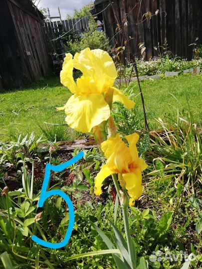 Ирисы бородатые сортовые