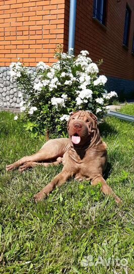 Шарпей вязка