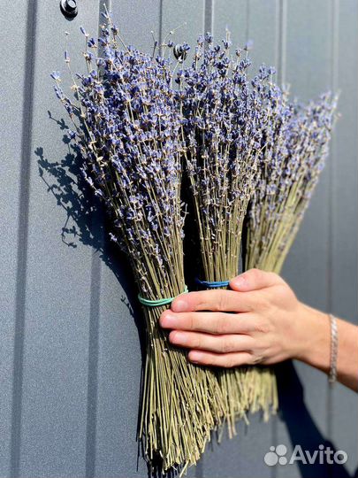 Букет сухоцвет Лаванда