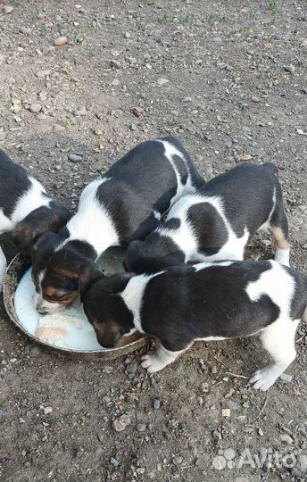 Щенята, гончаки