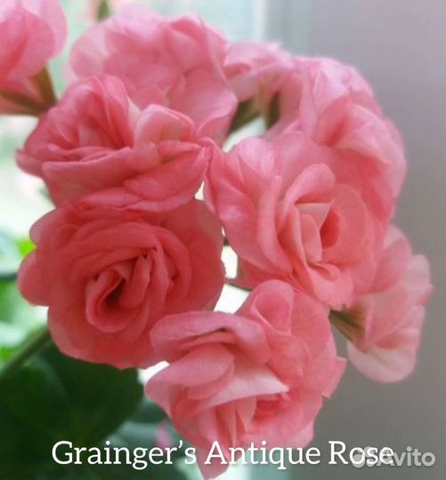 Пеларгония (герань) сортовая