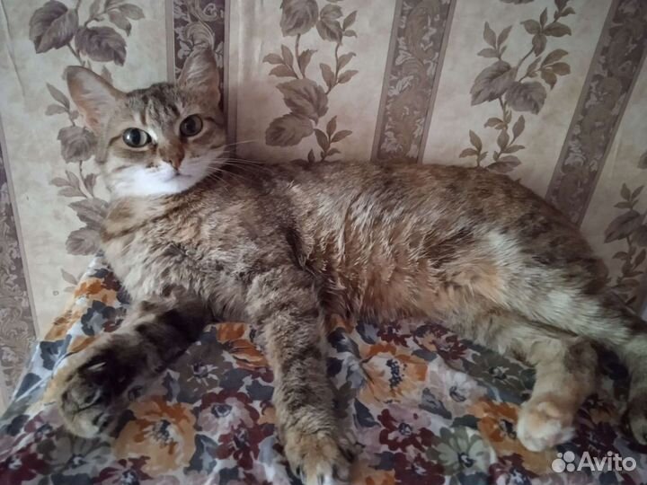 Кошечка европейская