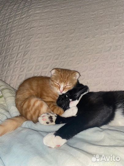 Котенок вислоухий