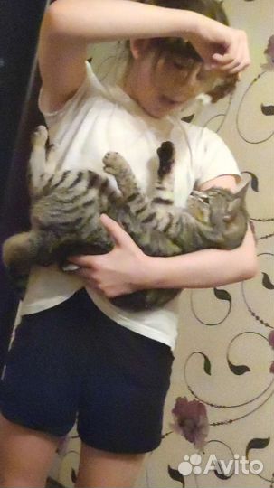Потерялась кошка