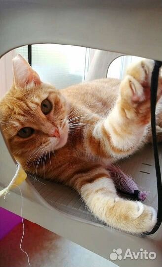 Рыжая кошка -счастье в дом