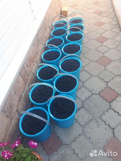 Черника свежая