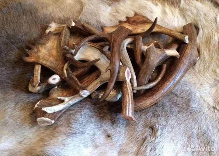 Рога оленя для собак