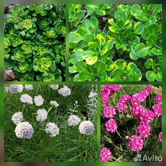 Садовые многолетние цветы