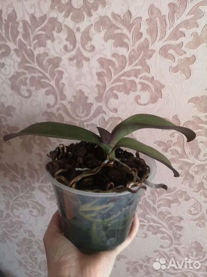 Фаленопсис бабочка