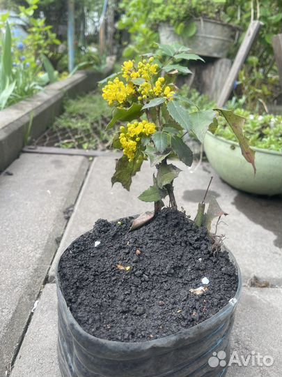 Спирея, магония, гортензия, форзиция и др