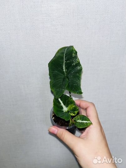 Редкие комнатные растения-Сингониумы