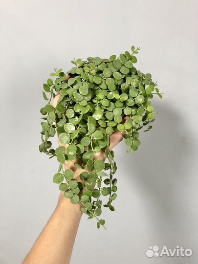 Дисхидия Овата, Нуммулария, Хойя Серпенс срезы