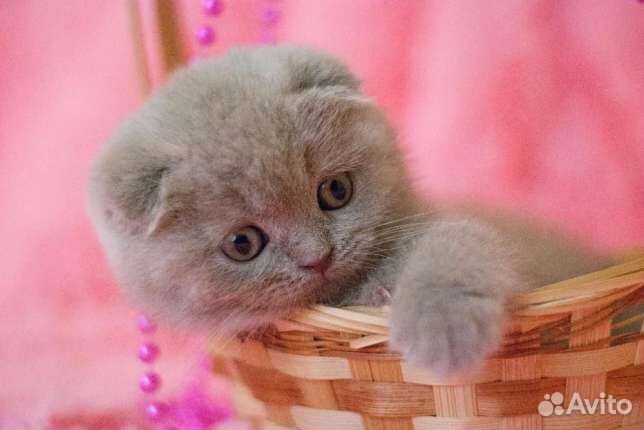 Вислоухие котята