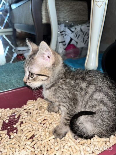 Котенок в дар