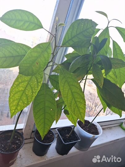 Авокадо растение