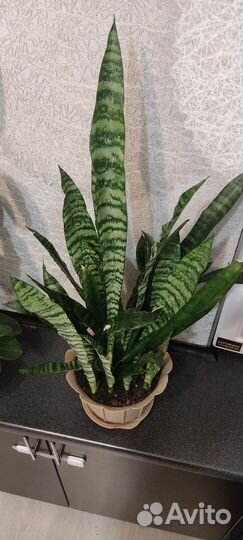 Сансевиерия