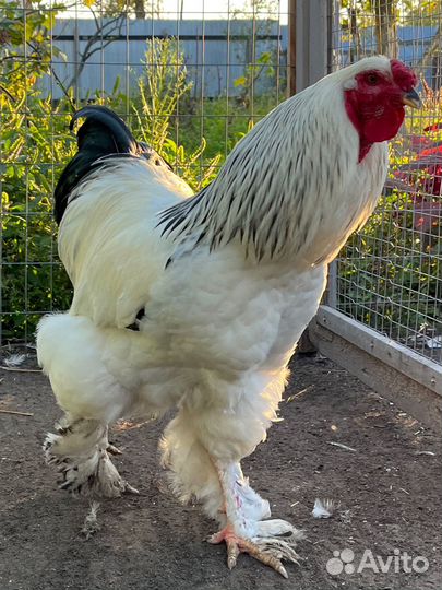 Петух брама колумбийская