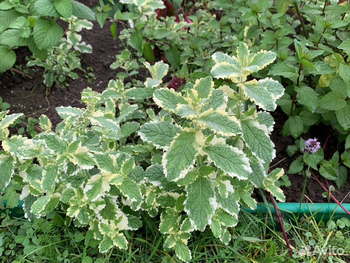 Мята сортовая