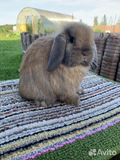 Минилоп самец тюрингенский