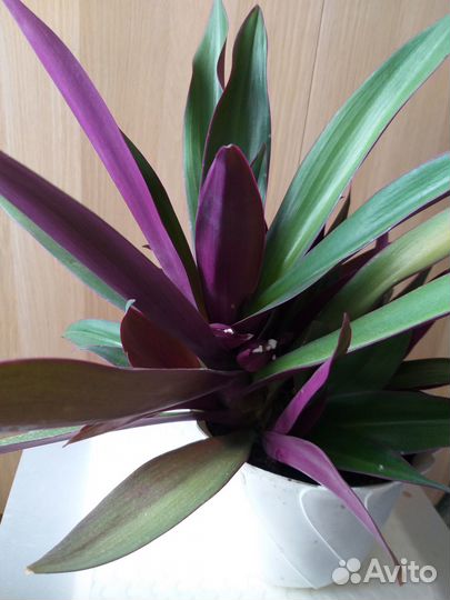 Традесканция Рео 