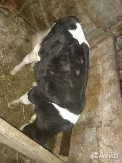 Телята, бычки