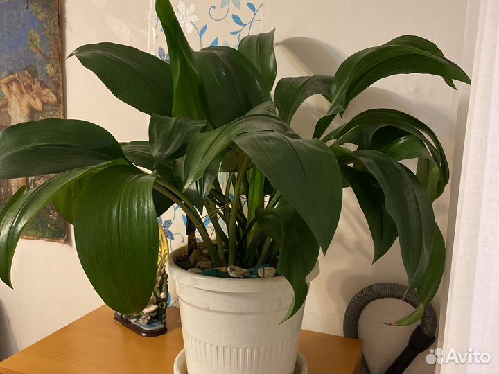 Лилия 15 лет