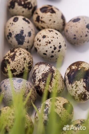 Яйца перепелиные домашние