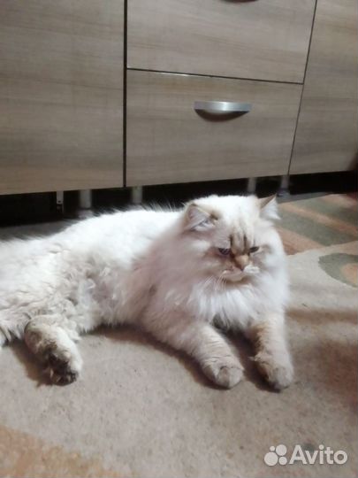 Шотландский кот вязка