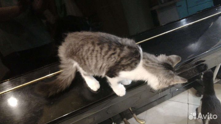 Котенок сибирской кошки