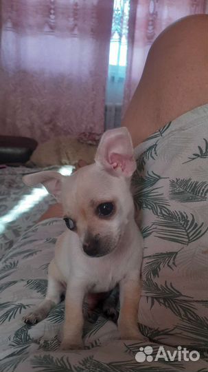 Чихуахуа мини