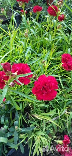 Гвоздика ампельная