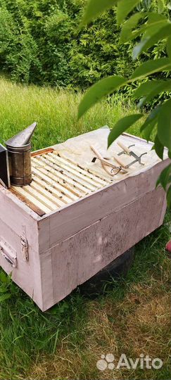 Пчелы с ульями