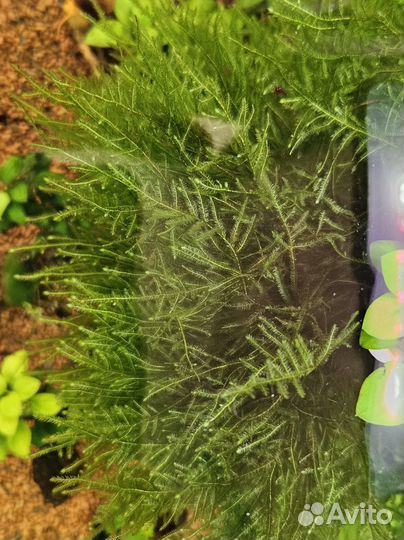 Мох для аквариума