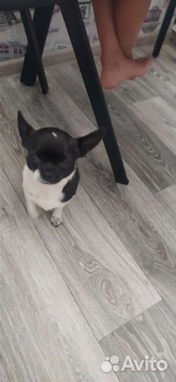 Чихуахуа мини