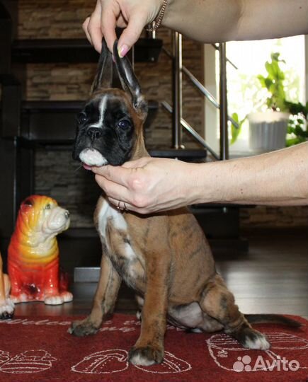 Яркие Щенки Немецкого Боксера