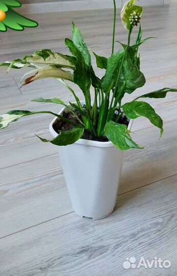 Спатифиллум домино