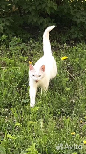 Беленькие плачут выкинули