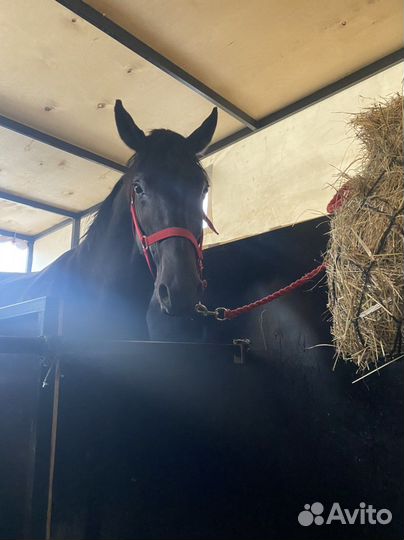 Конеперевозки