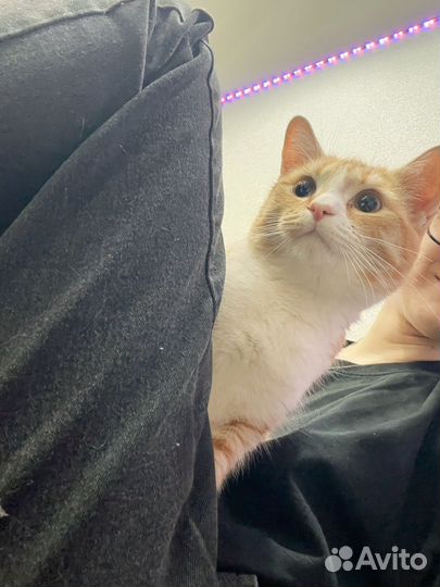 Отдам котика в добрые руки