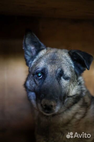 Собака в добрые руки